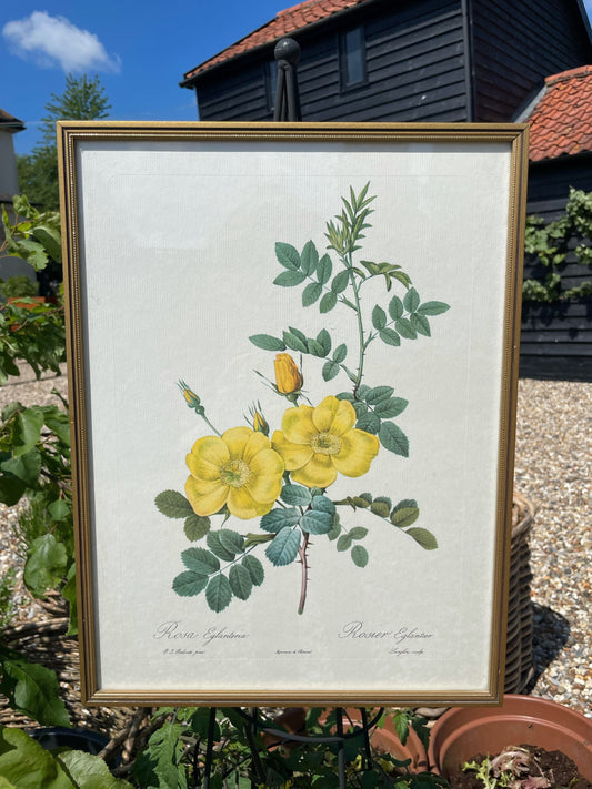 Vintage French yellow Flower Picture