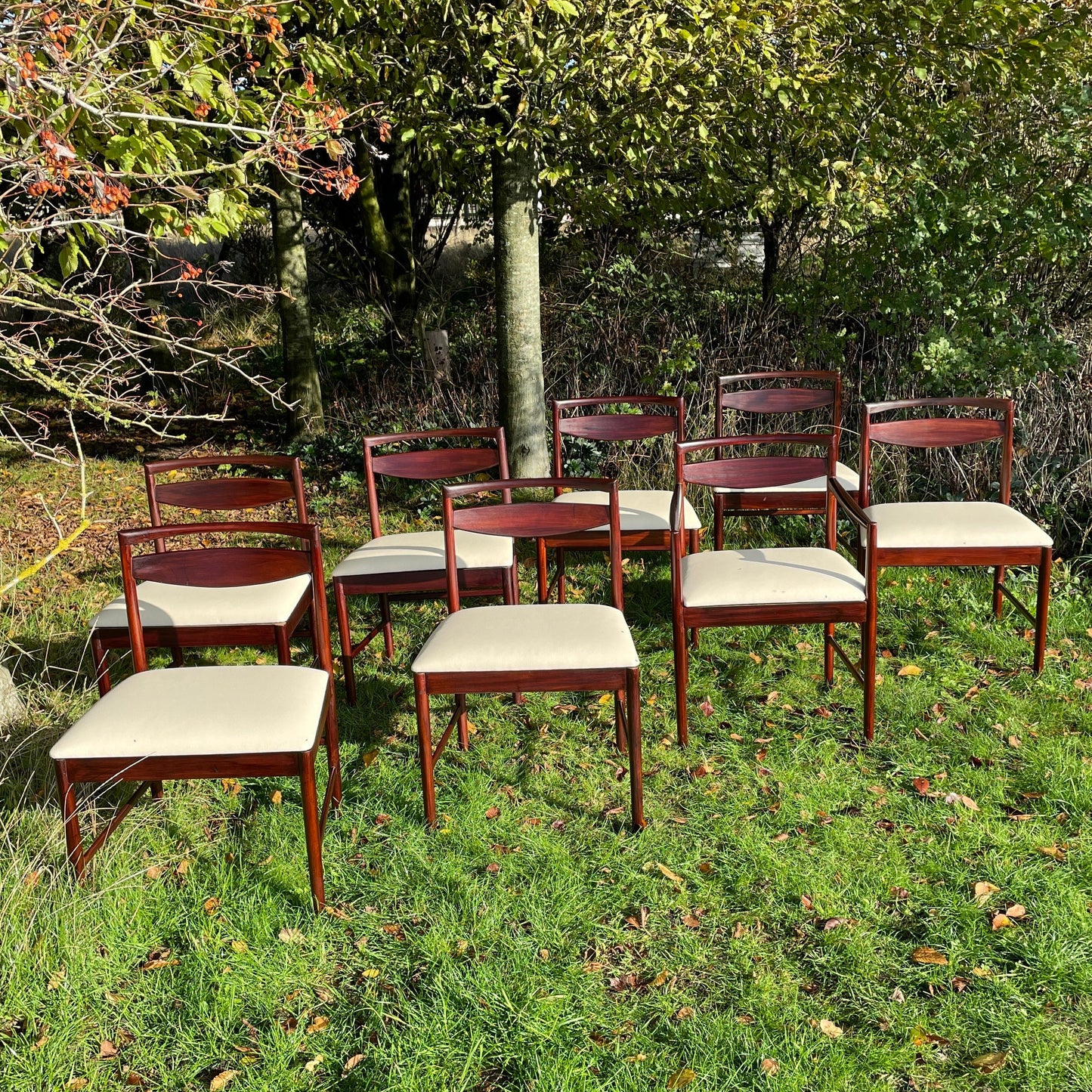 Set of 8 Rosewood Mcintosh Dining Chairs by Tom Robertson With One Carvers With New Reupholstery Mid Century Modern 1960/70s - Pending A10 certificate