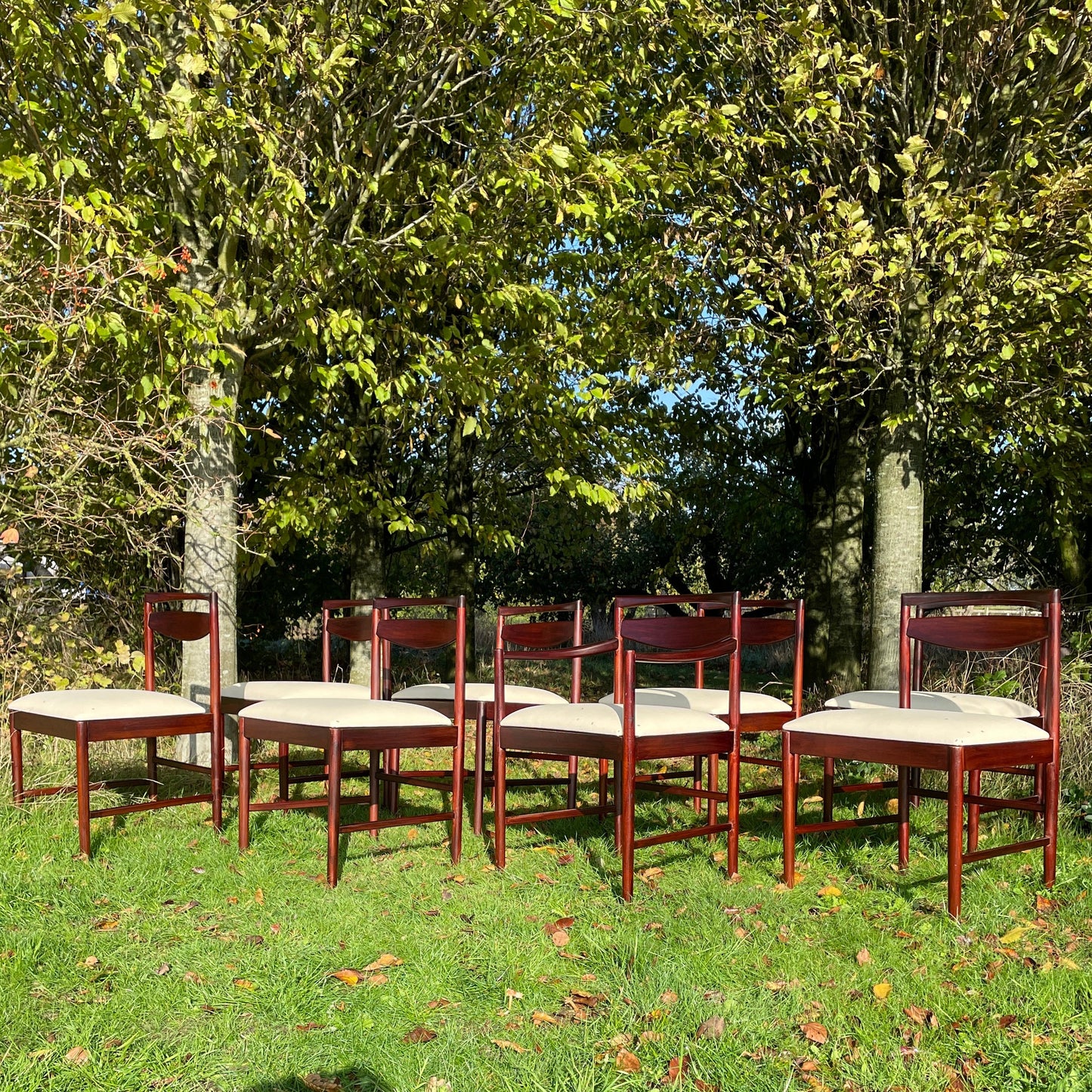 Set of 8 Rosewood Mcintosh Dining Chairs by Tom Robertson With One Carvers With New Reupholstery Mid Century Modern 1960/70s - Pending A10 certificate